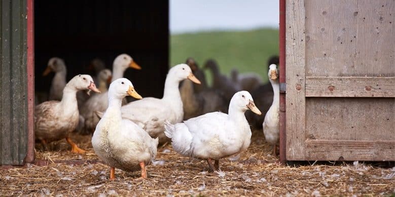 And - Depositum (Afhentning fra 12. - 22. dec.)